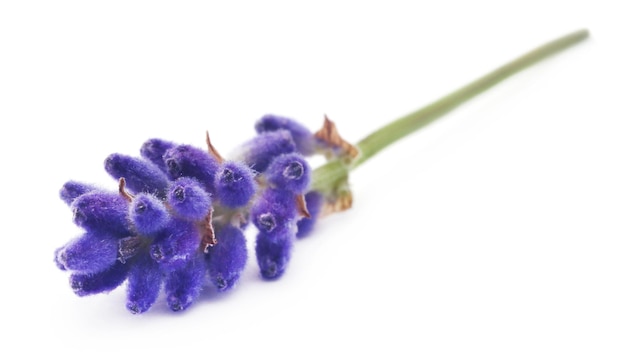 Flor de lavanda sobre fondo blanco.