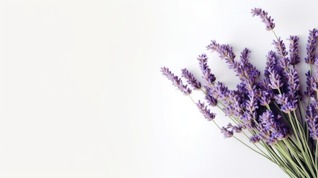 flor de lavanda sobre fondo blanco