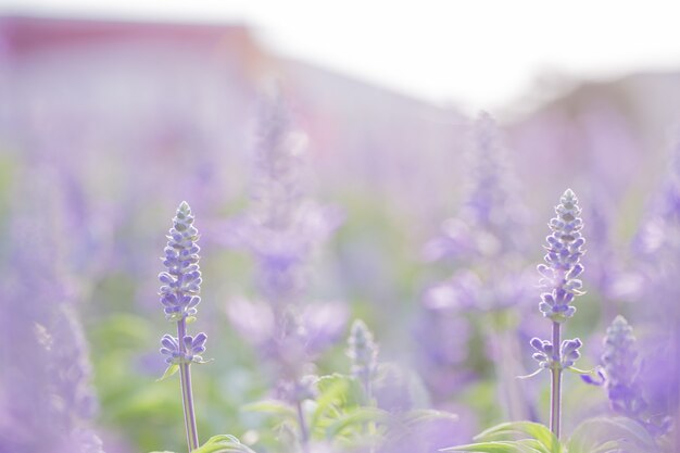 Flor de lavanda