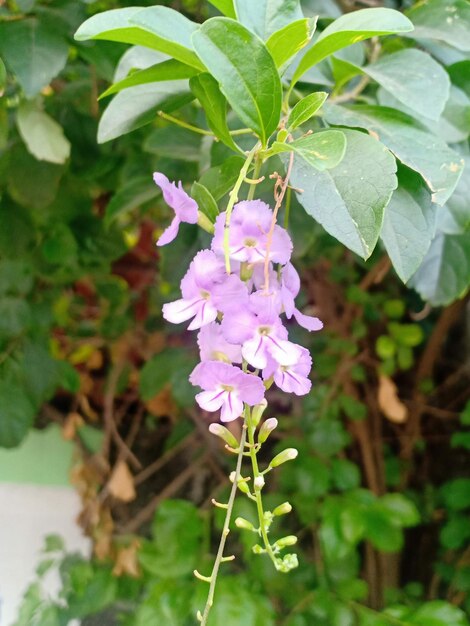 flor de lavanda