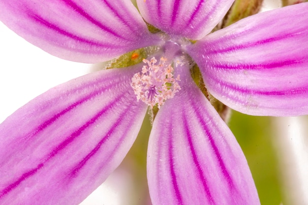 Flor de lavatera cretica