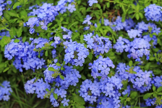 Foto flor del leadwort del cabo del primer (auriculata del grafito) en el jardín.