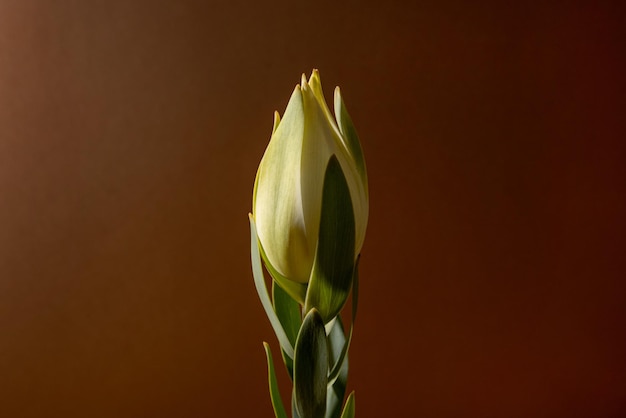 Flor de leucadendron recién cortada sobre fondo marrón macro vista bodegón de flores