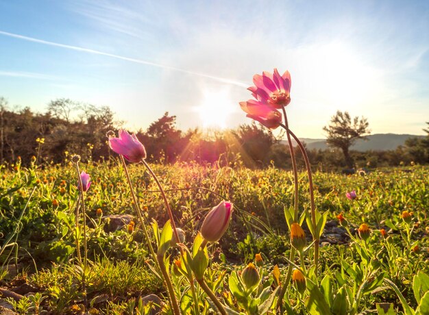 Flor lila Anemone coronaria en un día soleado en Grecia