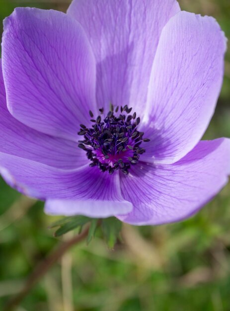 Flor lila Anemone coronaria en un día soleado en Grecia