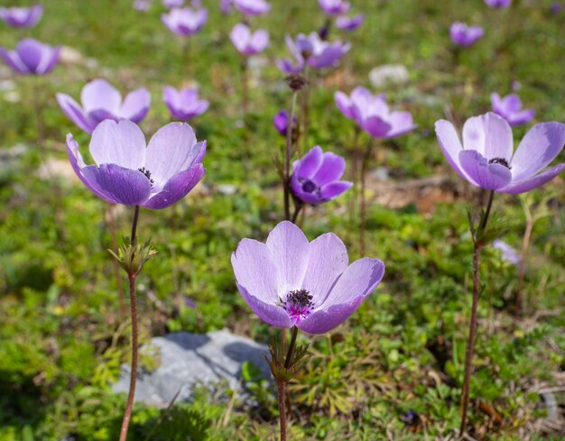 Flor lila Anemone coronaria en un día soleado en Grecia