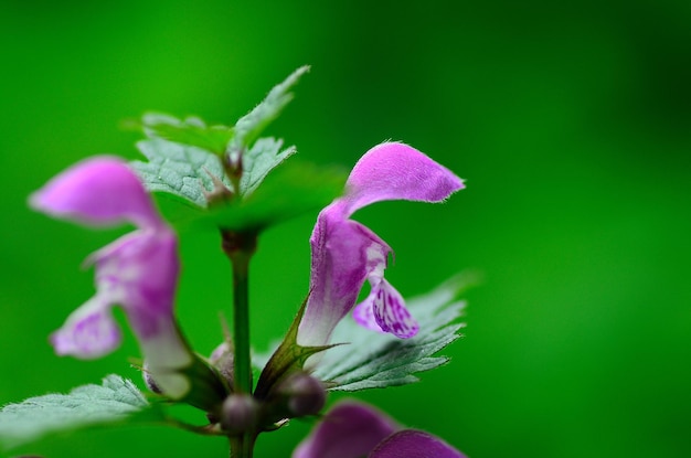 Flor lila y fondo verde.