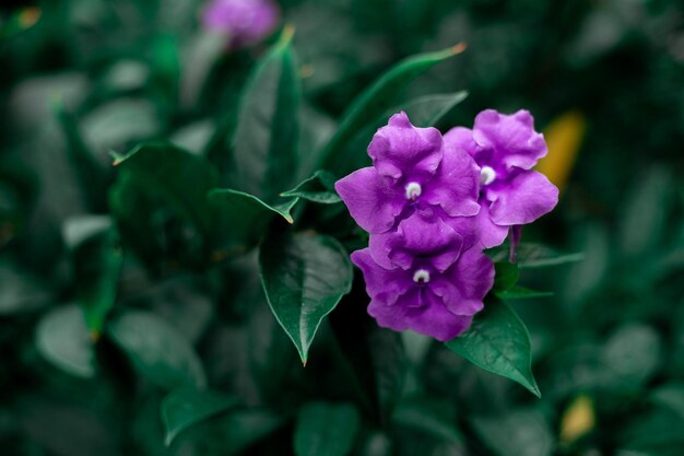 flor de una lila en el jardín