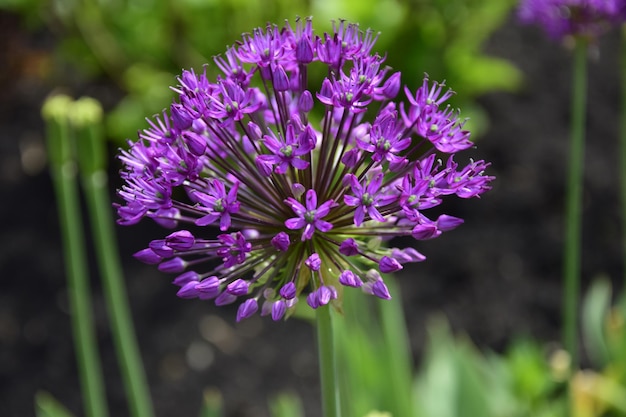 Flor lilás a céu aberto em um fundo de folhagem verde primavera