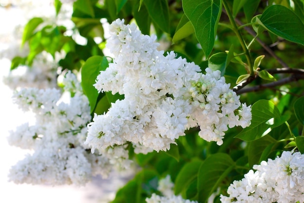 flor lilás branca na primavera