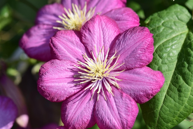 Flor lilás em um fundo de folhas verdes fechadas