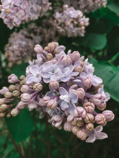 Foto flor lilás na primavera inflorescência lilás azul roxo branco lilás fundo verde natural