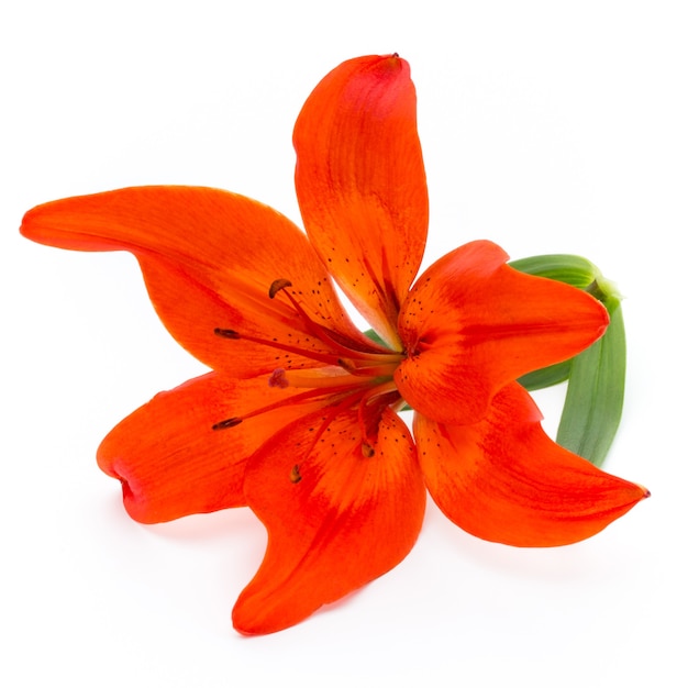 Flor de Lilly con capullos aislado en blanco