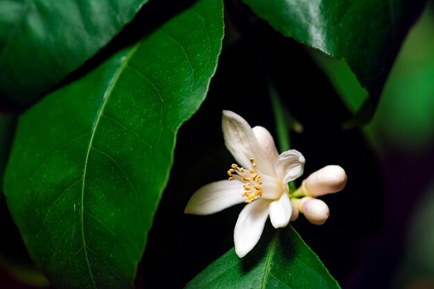 Flor de limón en una rama