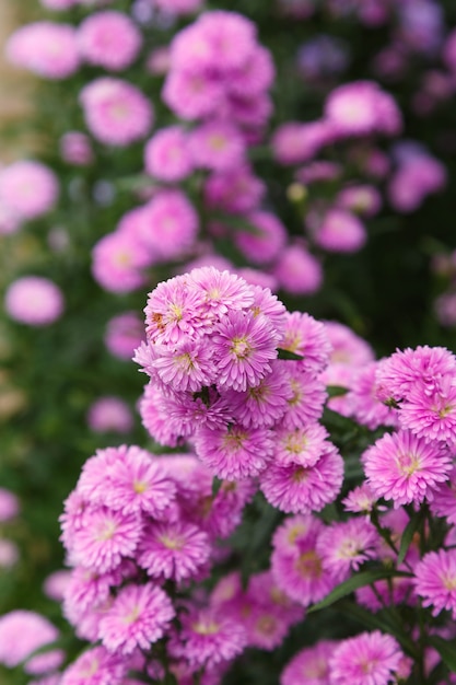 Flor linda de Benjamas