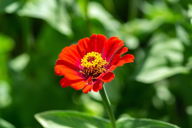 flor linda e brilhante de zinnia peruviana