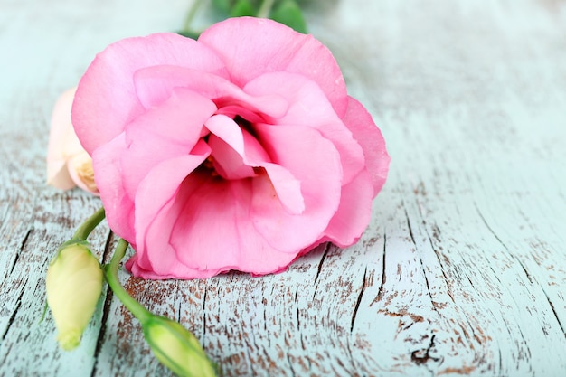 Flor linda eustoma na mesa de madeira