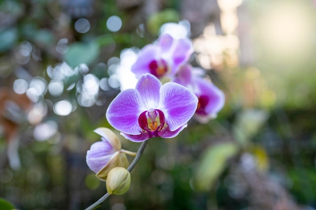 Flor Linda Phalaenopsis roxa no jardim.