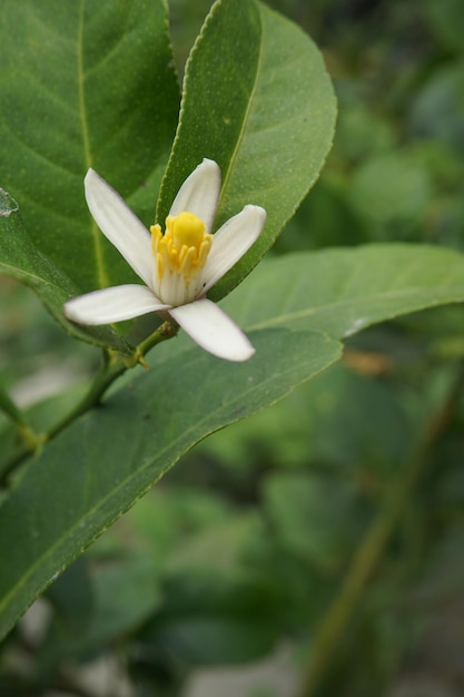 Flor linda .