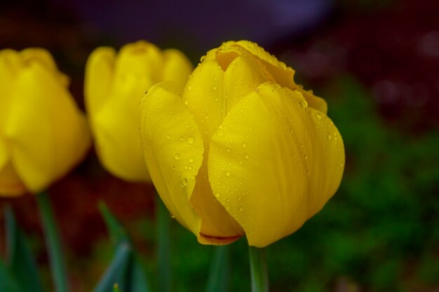 Flor, lindas tulipas, tulipa na primavera, lindo buquê de tulipas, tulipa,