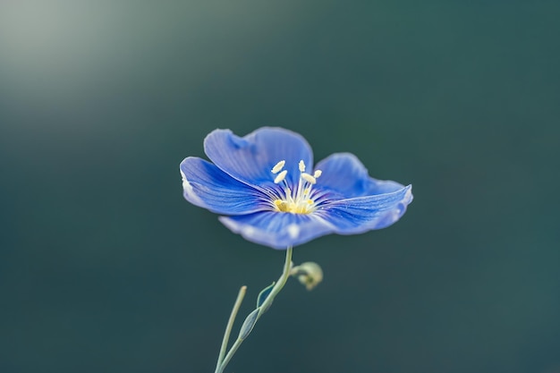 Flor de lino o linum perenne sobre un fondo azul natural Fotografía macro Fondo de la naturaleza