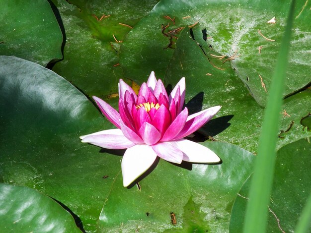 Flor de lirio de agua de loto rosa flotando sobre hojas verdes.