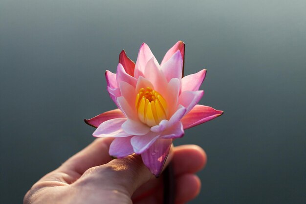 Flor de lirio de agua en manos de mujer
