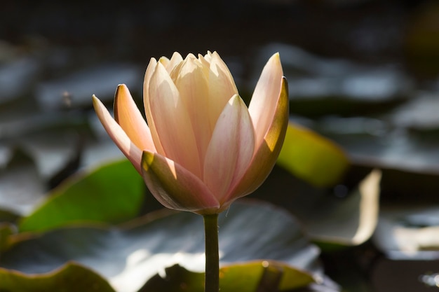 flor de lirio de agua que florece en un lago