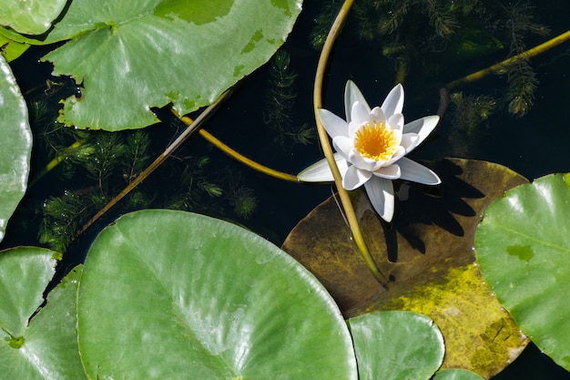 Flor de lirio de agua en el río