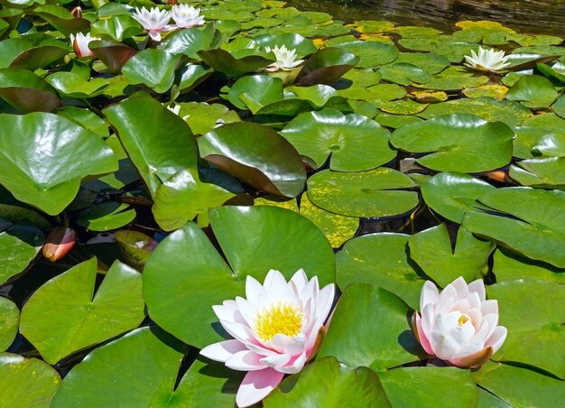 Flor de lirio de agua rosa en el parque