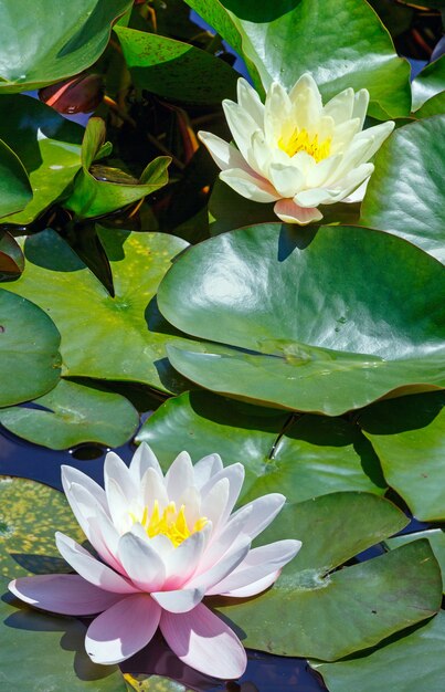 Flor de lirio de agua rosa en el parque