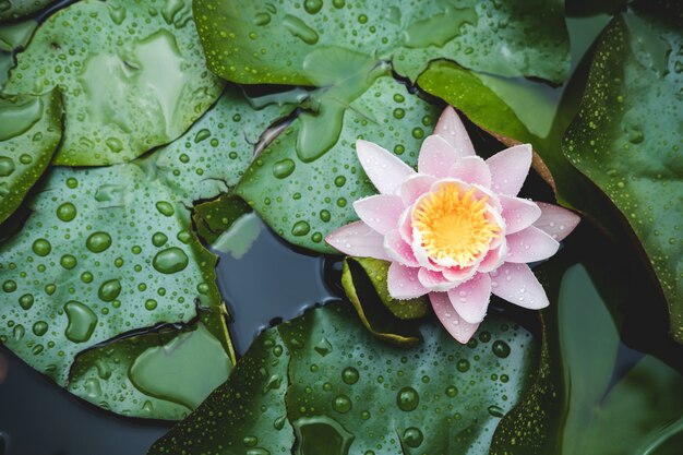 Foto flor de lirio de agua en la superficie del lago entre las hojas verdes.