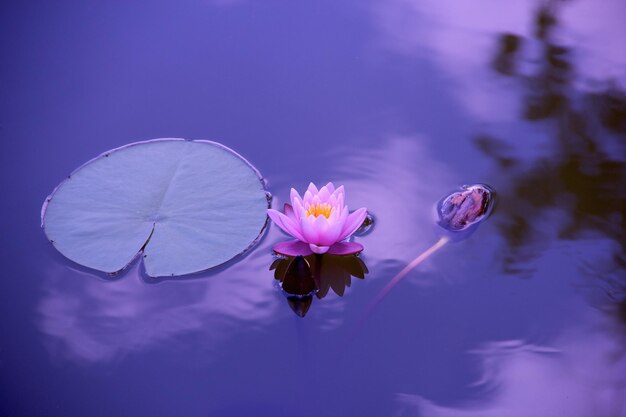 flor de lirio en agua