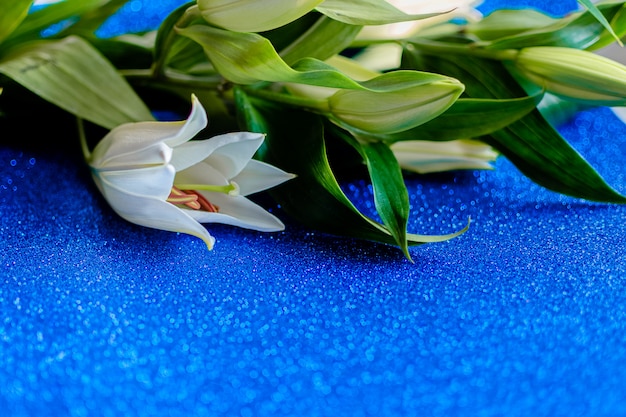 Flor de lirio aislado en un fondo azul clásico.