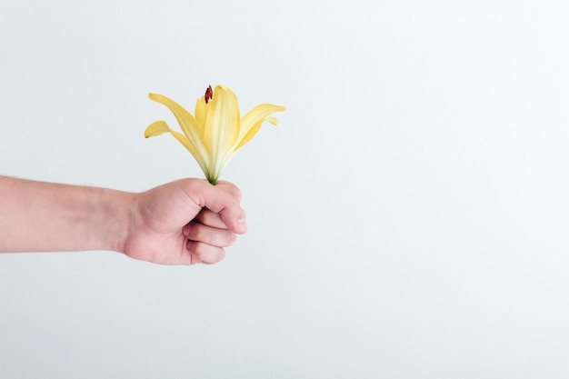 Flor de lirio amarillo en la mano del hombre en el espacio de copia de fondo blanco