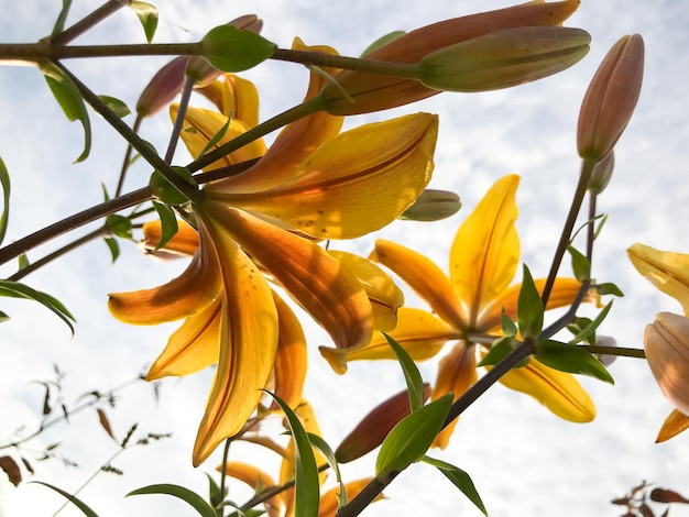 Flor de lirio amarillo sobre fondo de hojas verdes vista cercana