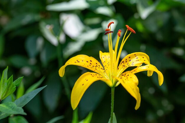 Flor de lirio amarillo sobre un fondo verde en una fotografía macro de luz de puesta de sol de verano.