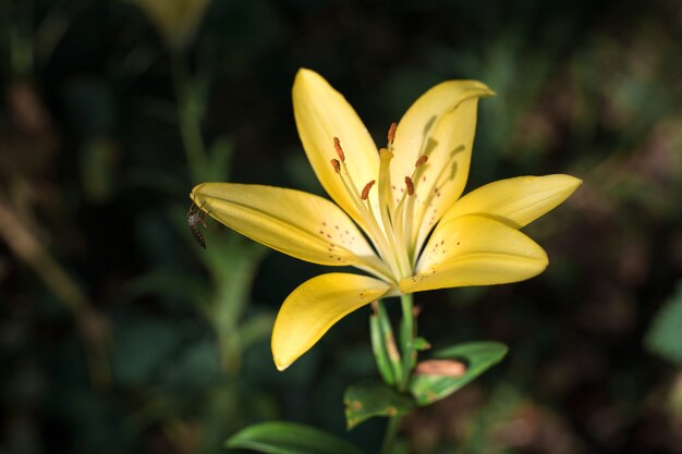 Flor de lirio amarillo sobre un fondo verde