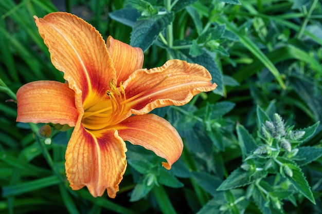 Flor de lirio asiático naranja en el jardín