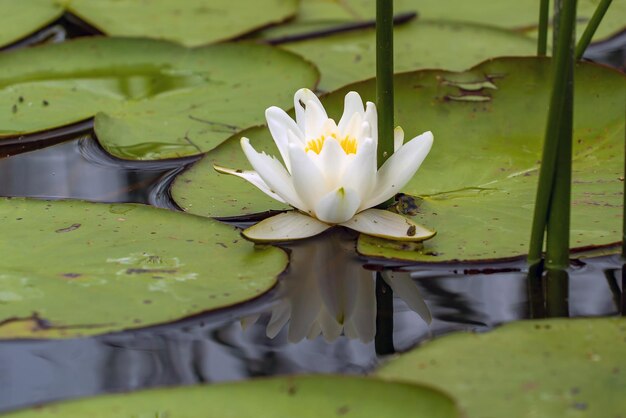 Una flor de lirio blanco en el agua con hojas verdes en el lago