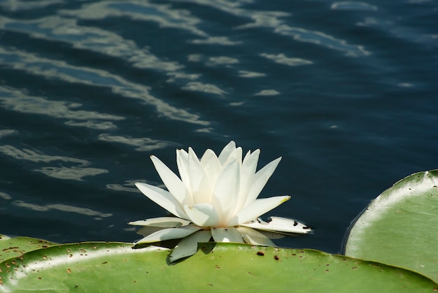 Flor de lirio blanco en agua.