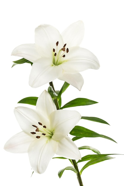 Flor de lirio blanco fresco con hojas verdes