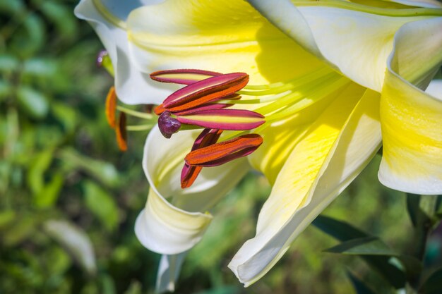 Flor de lirio blanco