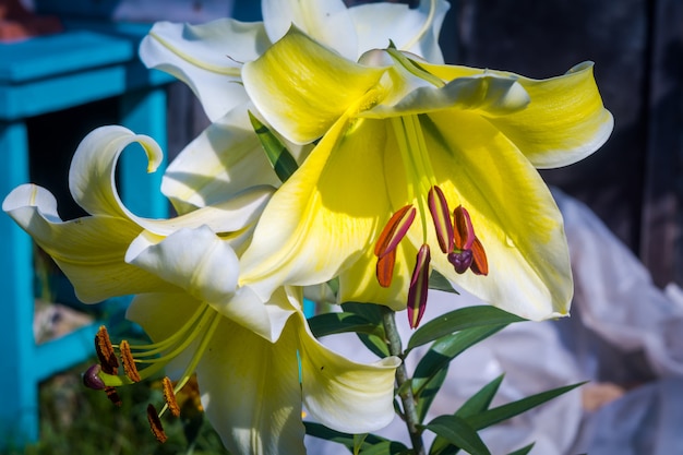 Flor de lirio blanco