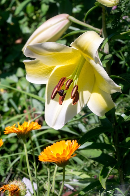 Flor de lirio blanco