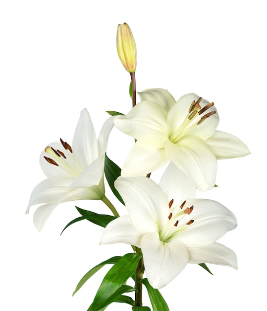 flor de lirio blanco