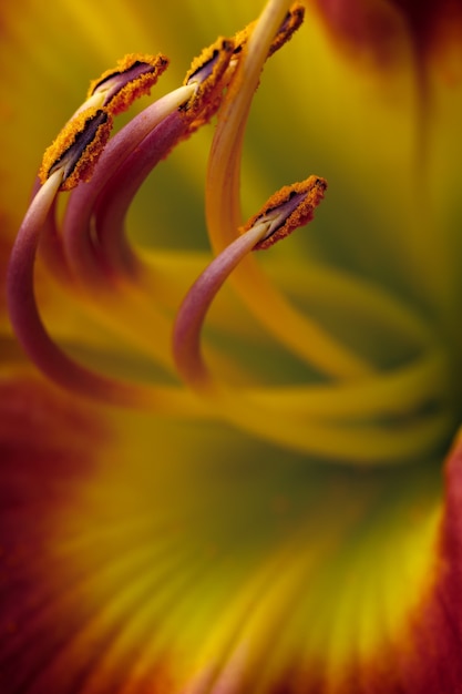 Flor de lirio brillante cerrar