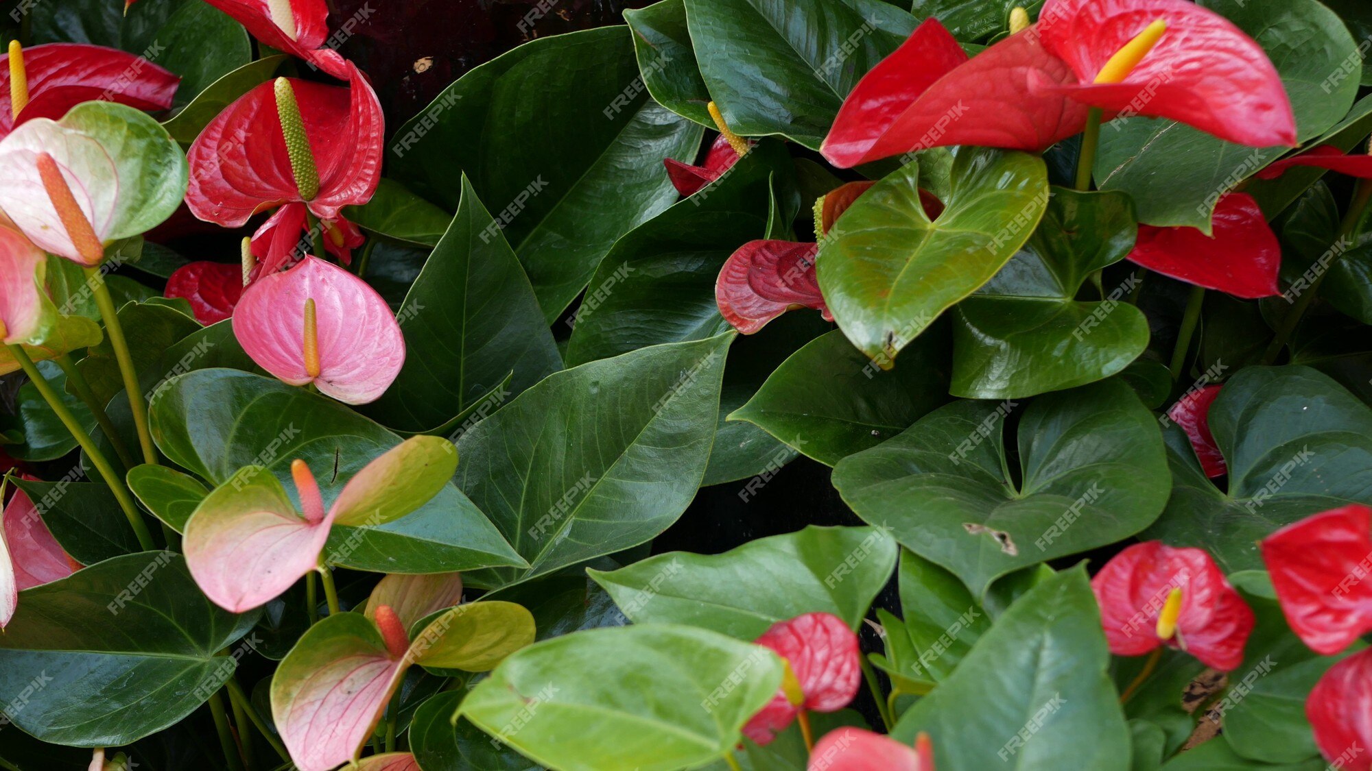 Flor de lirio de cala roja hojas de color verde oscuro elegante flor floral  granate exótica selva tropical selva tropical elegante de moda atmósfera  botánica vegetación vívida natural paraíso estético planta arum |