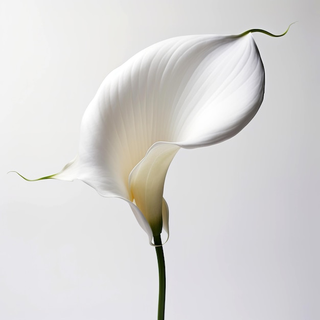 Foto una flor de lirio de calla sobre un fondo blanco