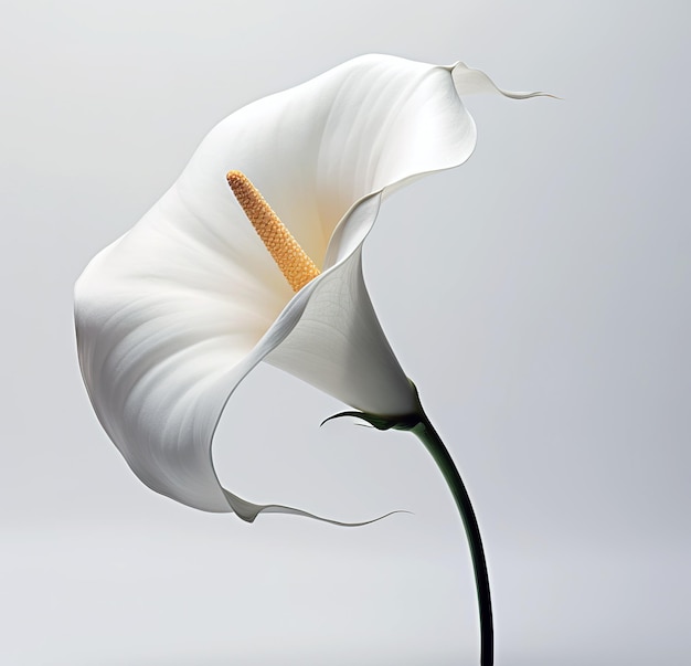 Una flor de lirio de calla sobre un fondo blanco